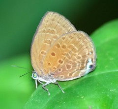 Arhopala major