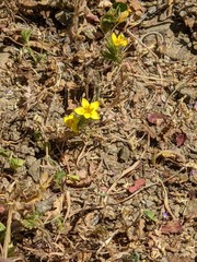 Leptosiphon acicularis