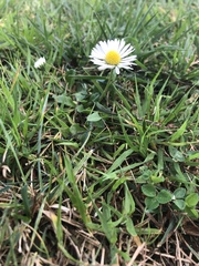 Bellis perennis