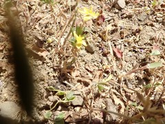 Leptosiphon acicularis