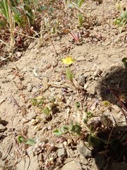 Leptosiphon acicularis