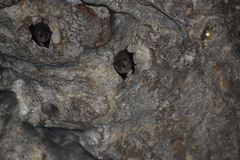 Balantiopteryx io