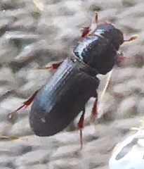 Pleurophorus caesus