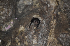 Balantiopteryx io