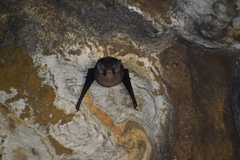 Balantiopteryx io