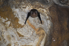 Balantiopteryx io