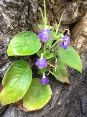 Microchirita rupestris