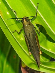 Copiocera specularis