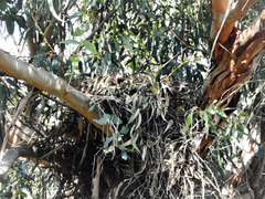 Buteo jamaicensis