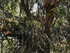 Buteo jamaicensis