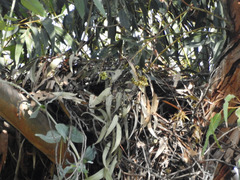 Buteo jamaicensis