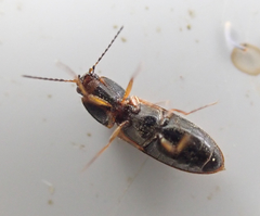 Tetralimonius ornatulus