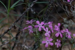 Phlox speciosa