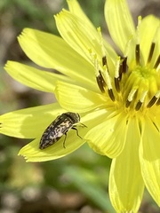 Acmaeodera neglecta neoneglecta
