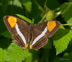 Adelpha syma