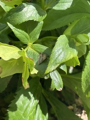 Lepidoptera