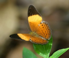 Cirrochroa orissa