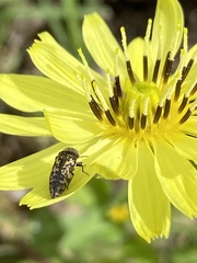 Acmaeodera neglecta neoneglecta