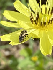 Acmaeodera neglecta neoneglecta