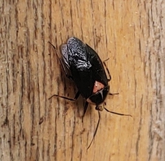 Deraeocoris sayi
