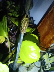 Scinax argyreornatus