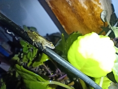 Scinax argyreornatus