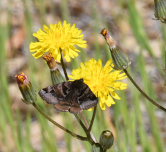 Euclidia ardita