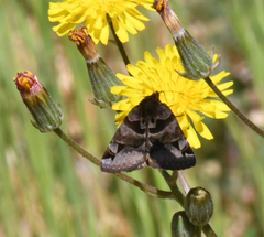Euclidia ardita
