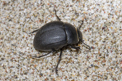 Erodius orientalis
