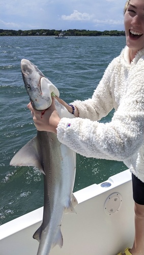 Sandbar Shark photographed in South Carolina