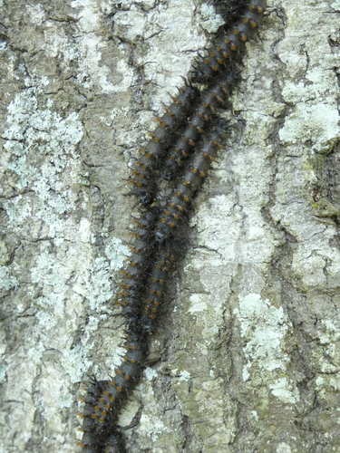 Gulf Coast Buck Moth