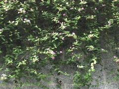 Lantana montevidensis