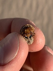 Pseudocotalpa giulianii