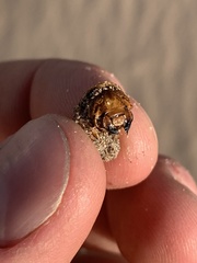 Pseudocotalpa giulianii