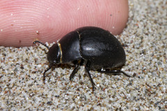 Erodius orientalis