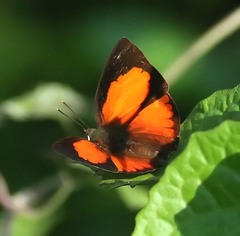 Curetis santana