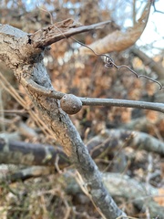 Disholcaspis quercusmamma