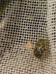 Ambrysus