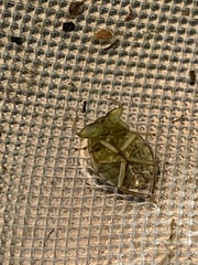 Ambrysus