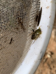 Ambrysus