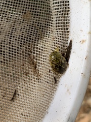 Ambrysus