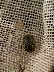 Ambrysus