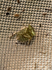 Ambrysus