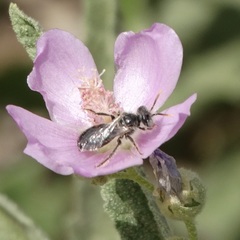 Calliopsis subalpina