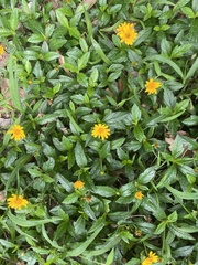Sphagneticola trilobata