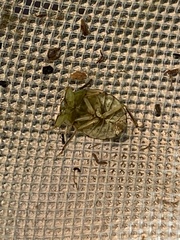 Ambrysus