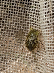 Ambrysus