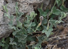 Aristolochia wrightii