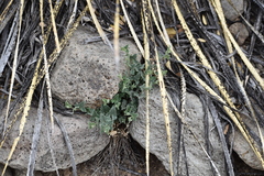 Aristolochia wrightii