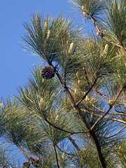 Pinus